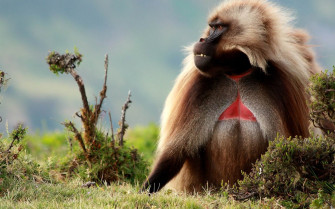 Male Gelada Baboon Wallpaper