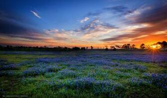 Texas Bluebonnet Wallpaper On