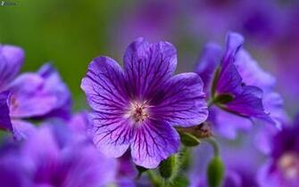 Pictures Image And Wallpaper Flower Meanings Photos