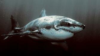 The Great White Wallpaper