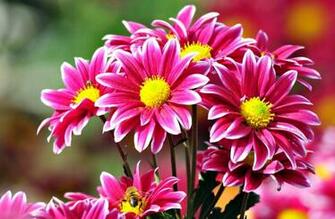 Enak Dengan Gambar Wallpaper Bunga Tulip