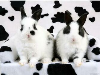 Bunny Wallpaper Rabbits