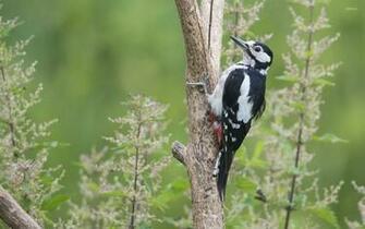 Woodpecker Wallpaper Animal