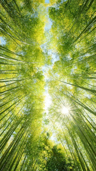 Bamboo iPhone Wallpaper