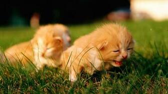 Cat Wallpaper