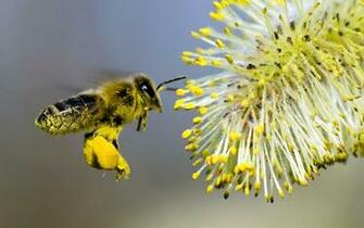 Wallpaper Db Bee Pictures