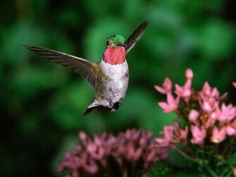 Broadtail Humming Bird Wallpaper HD