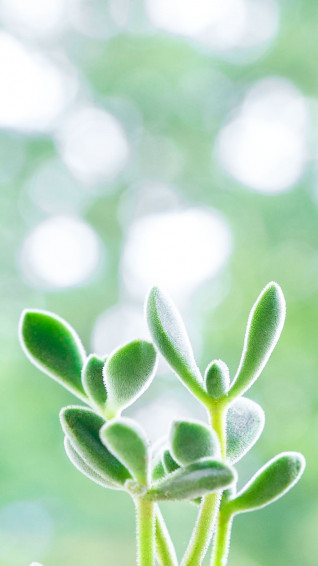 Need A New Phone Check Out This Wallpaper Featuring The