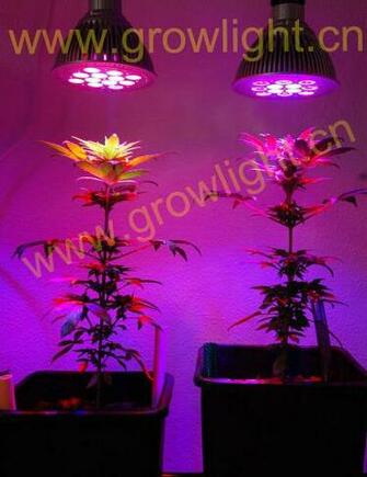 Grow Lights