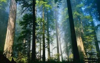 Forest Tree HD Wallpaper Image Picture Photo