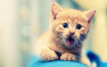 Adorable Animal Wallpaper