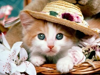 Cute Baby Kittens Wallpaper Pictures