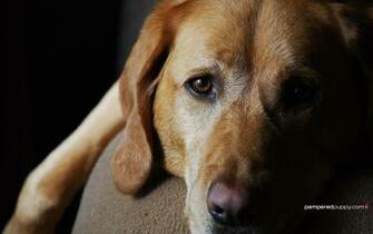 Yellow Labrador Retriever Puppies For