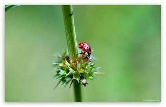 Ladybug Wallpaper