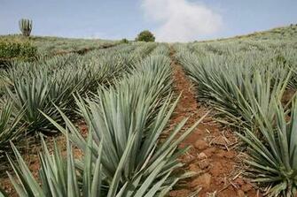 Agave Definition Uses Facts Britannica