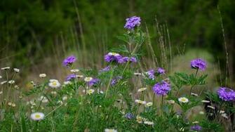 Pin Texas Wildflowers Wallpaper