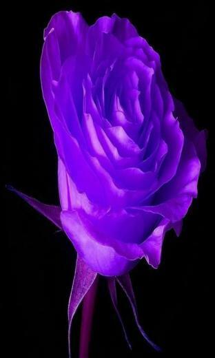 Purple HD Wallpaper Background Abstract