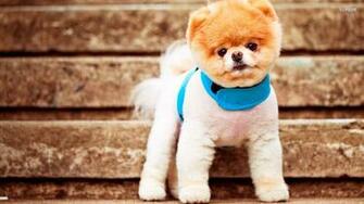 Boo Pomeranian Wallpaper Computer