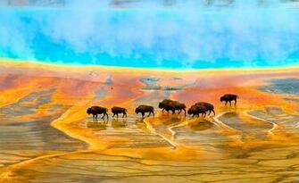 Spring National Geographic Photo Contest