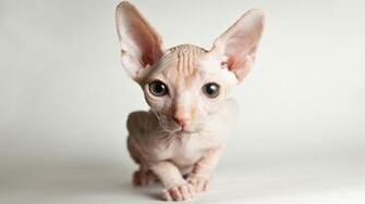 Wallpaper Sphynx Cat Front Face Eyes UHD 4k