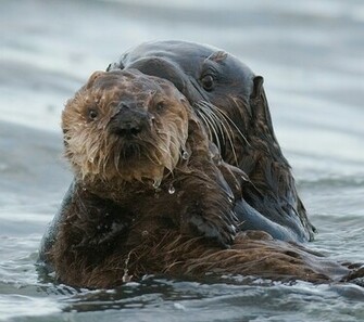 Mother And Baby Sea Otter Wallpaper X Jpg
