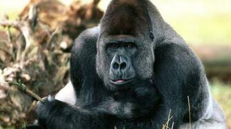 Gorilla Ultra HD 4k Desktop Wallpaper With Image