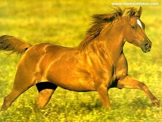 Horse Wallpaper Pack Cute Girls Celebrity