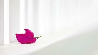 Pink And White Wallpaper High Definition Quality Widescreen
