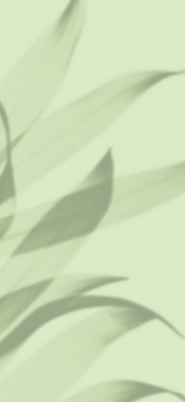 Forest Aesthetic Light Green Wallpaper