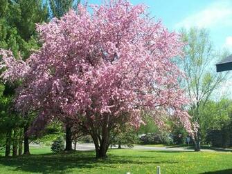 Crabapple Flowering Image Mag
