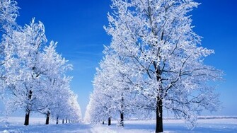 Winter Scene Desktop Wallpaper Grasscloth