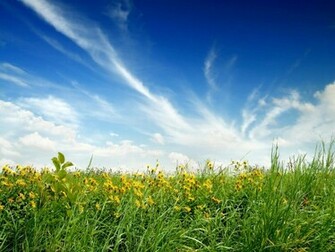 Flowers Wallpaper Sunny Nature Day