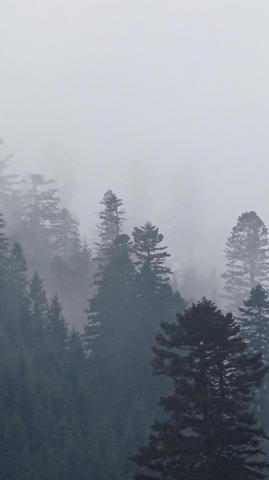 Foggy Trees In Forest Wallpaper iPhone Android Desktop