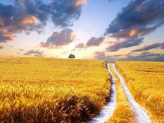 Path Wallpaper