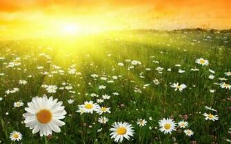 Daisy Computer Wallpaper Desktop Background Id
