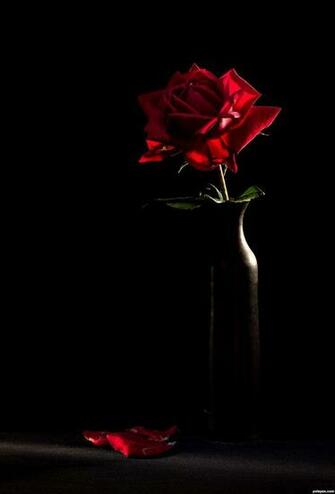 Similiar Single Red Rose Black Background Keywords