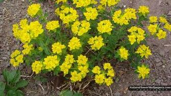 Yellow Flowers Wallpaper Resolution