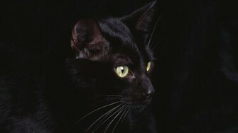 Cute Black Cat Wallpaper Wwe