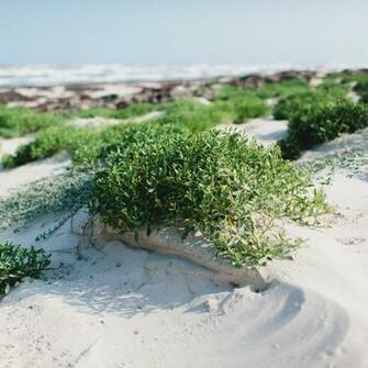 Charles Henry Padre Island White Sand Beach iPad Wallpaper