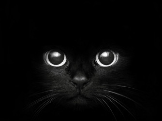 Black Eyes Wallpaper