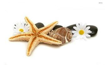 Seashells Wallpaper Background Image