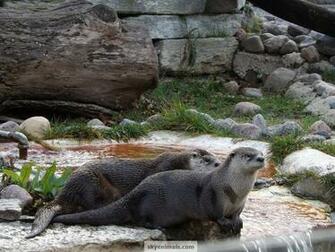 Wallpaper Image Matching North American River Otter