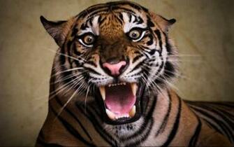 Tigers High Definition Wallpaper