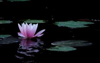 Lotus Desktop Wallpaper Other