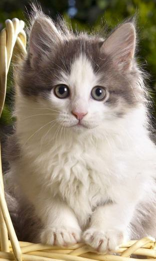 Kittens HD Live Wallpaper For Android