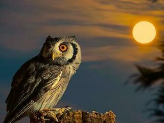 Owl Full Moon HD Wallpaper S Wallpapergeeks