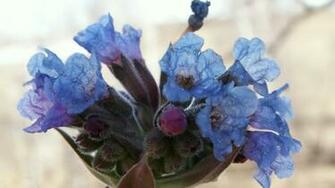 Blue Flowers In A Pot Wallpaper Desktop