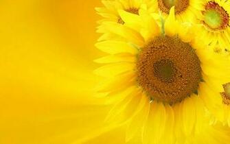 Best Yellow HD Wallpaper
