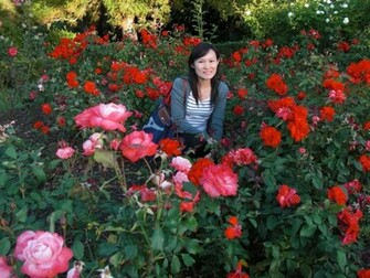 Red Rose Garden Beautiful