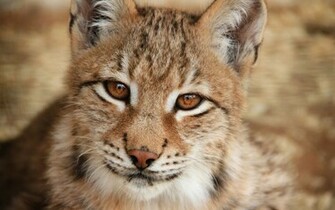 Lynx Wallpaper Release Date Specs Re Redesign And Price